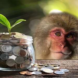 Money Making Monkey - Make Money Online in 2021